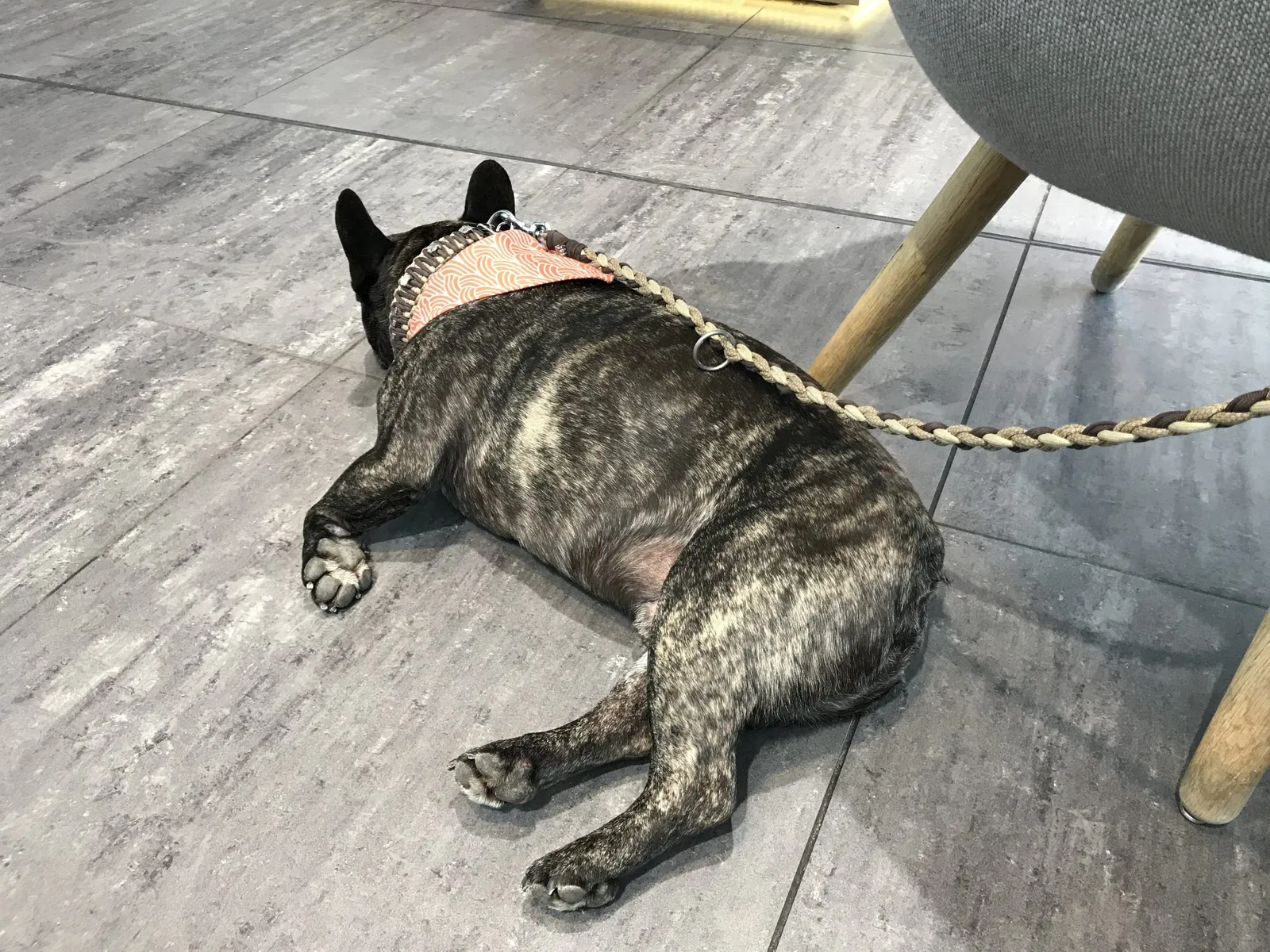 Hundeurlaub Steiermark