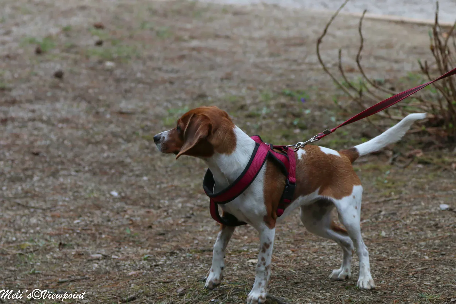 Kräuterwanderung mit Hund in Wöllersdorf-Steinabrückl