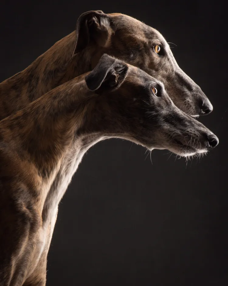 spanischer Windhund