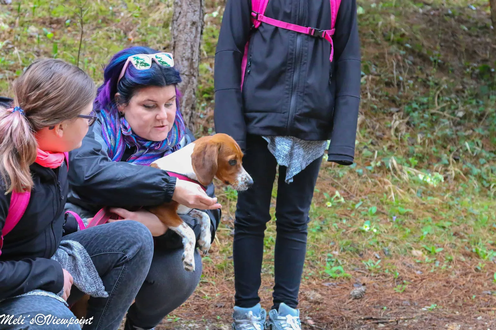 Kräuterwanderung mit Hund in Wöllersdorf-Steinabrückl
