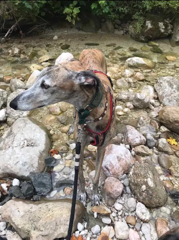 Urlaub mit Hund - Rußbach, Gosau, Traunsee - Salzburg & Oberösterreich