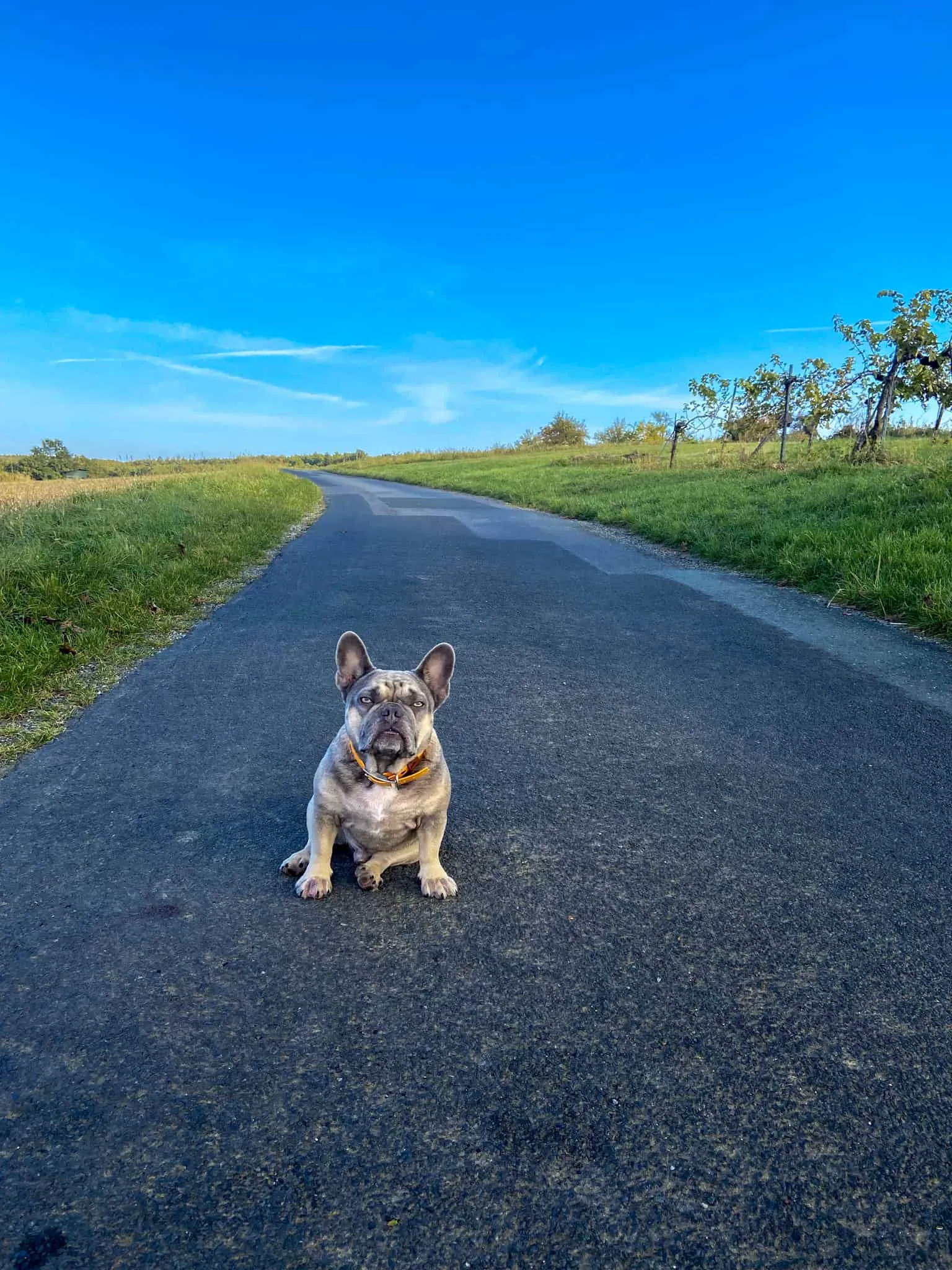 Archie sitzt einsam auf der schmalen Landstrasse