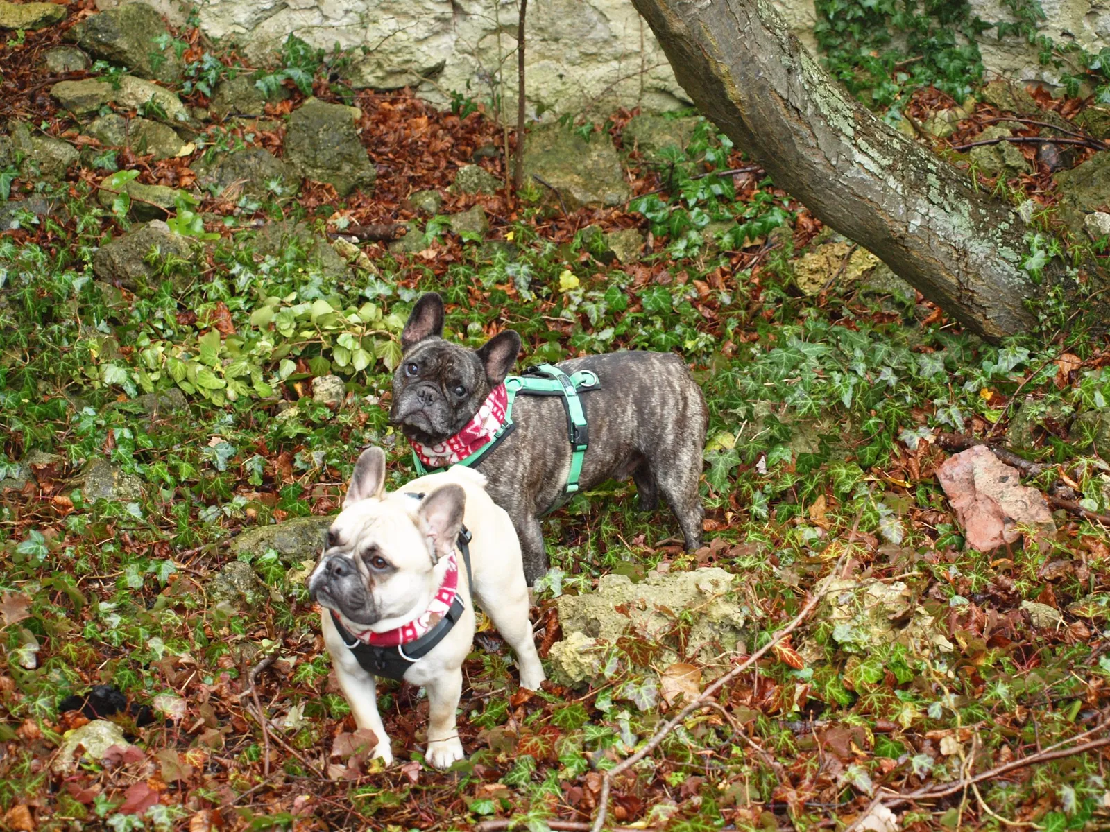 Heilige Barbara & die Bullies