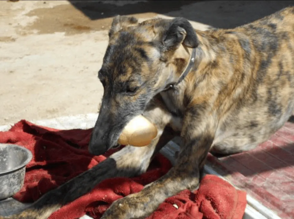 Galgo