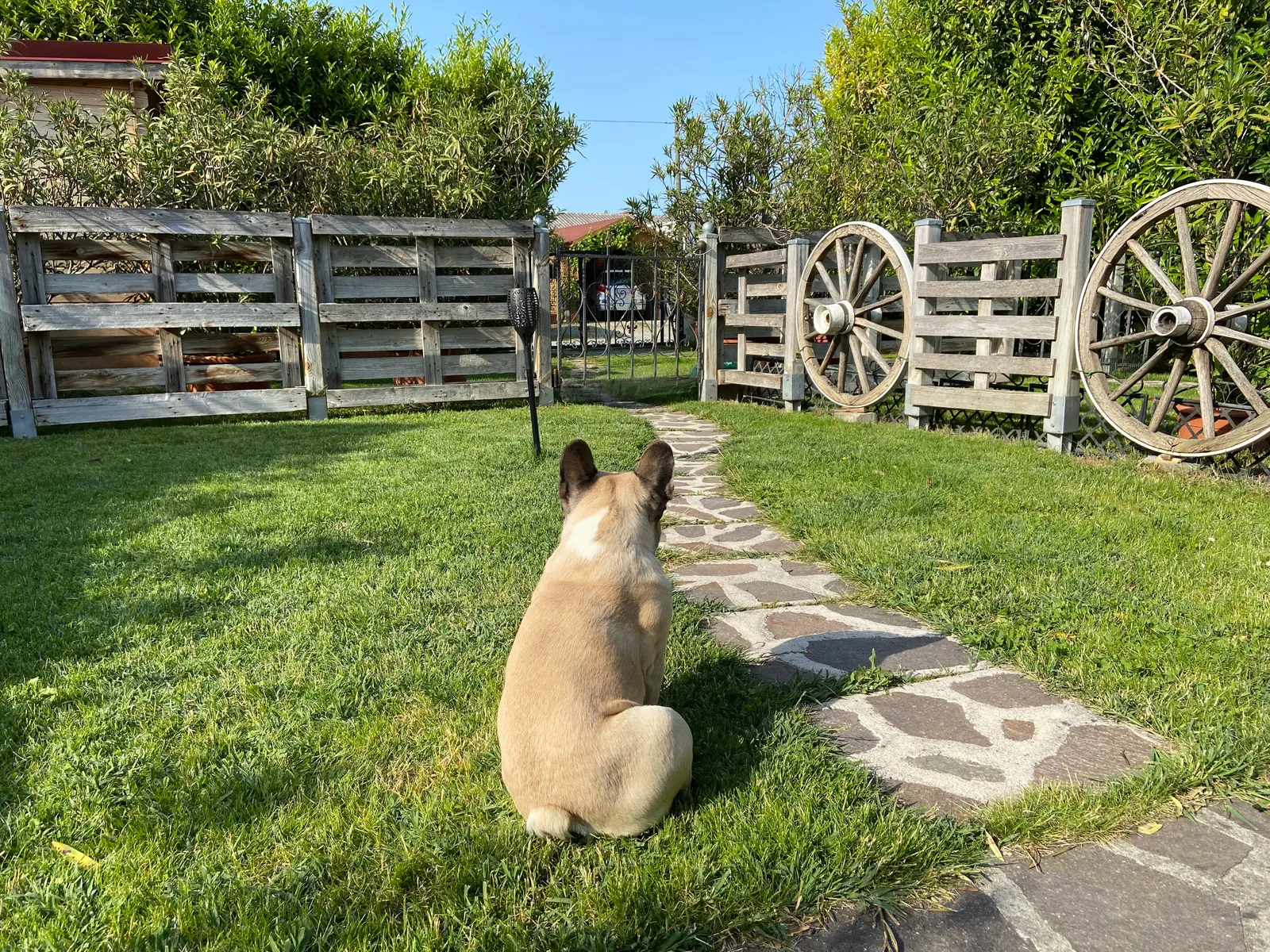 Murphy_Checker_Garten_Mörbisch