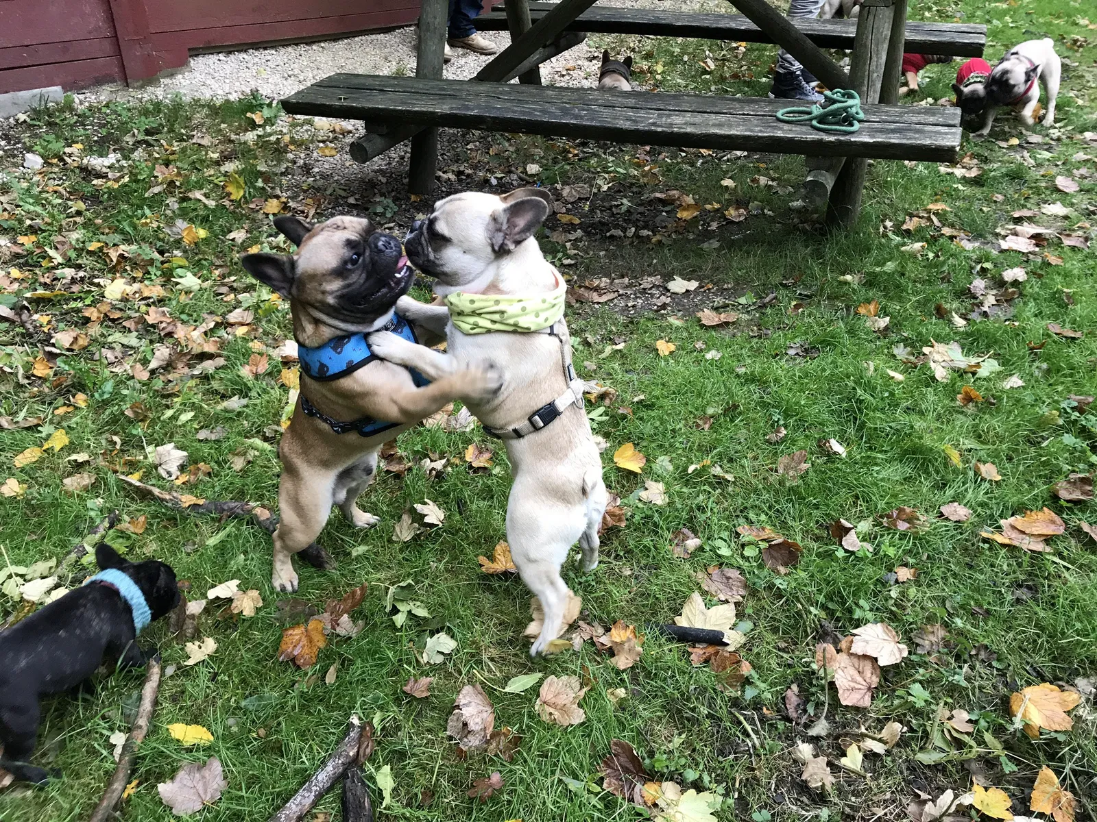 Ausflug mit Hund zu den Wölfen im Wildpark Ernstbrunn, NÖ