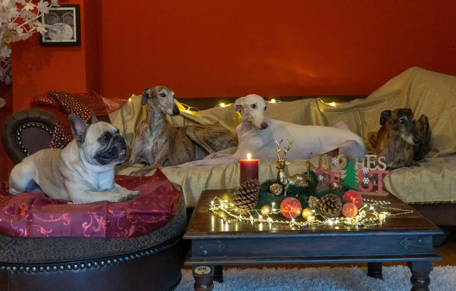 Team Hundereise Frohe Weihnachten