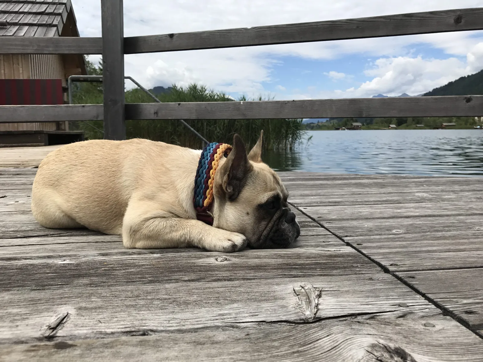Urlaub mit Hund am Weissensee, Kärnten