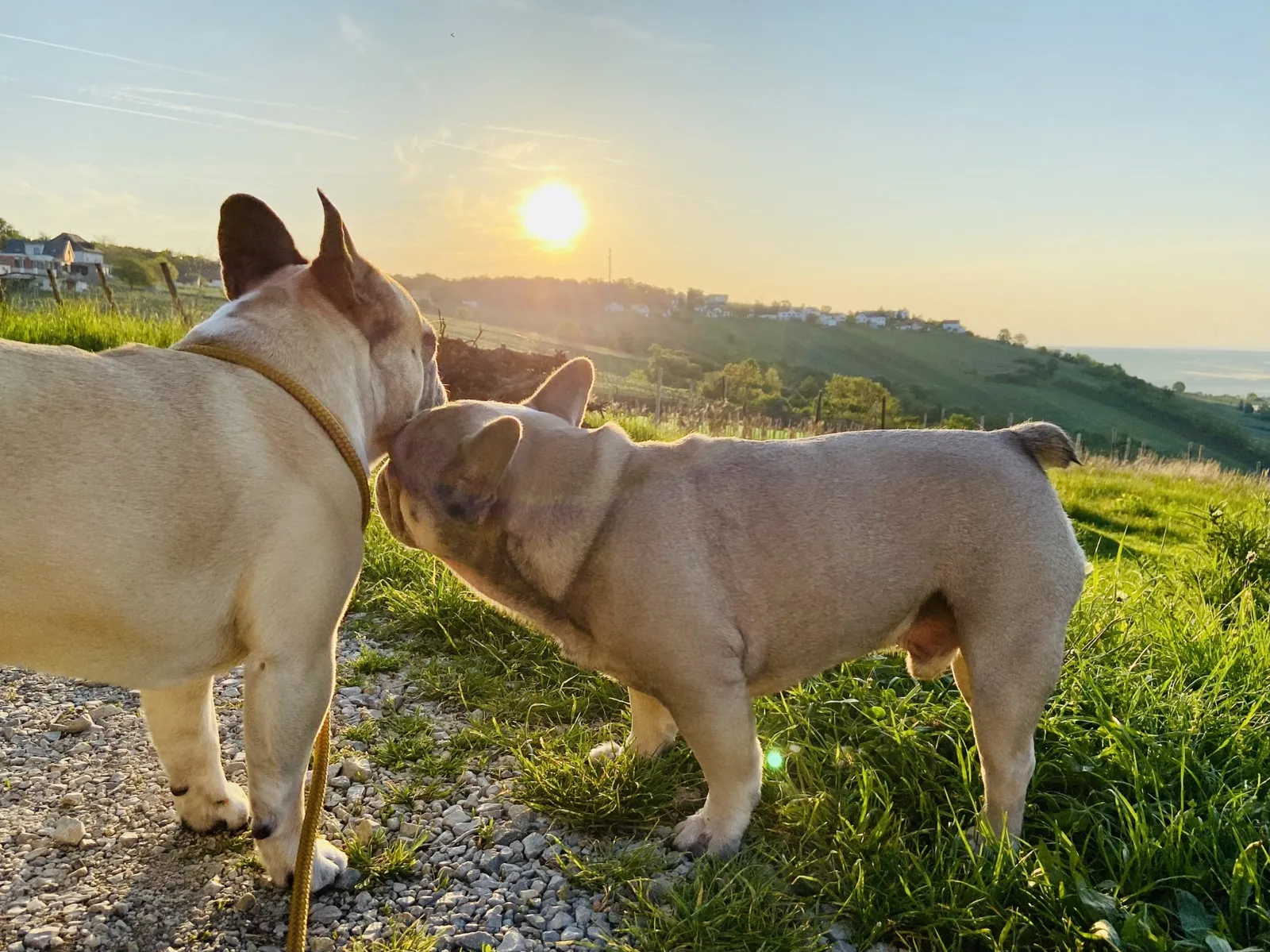Archie gibt Murphy ein Bussi im Sonnenaufgang