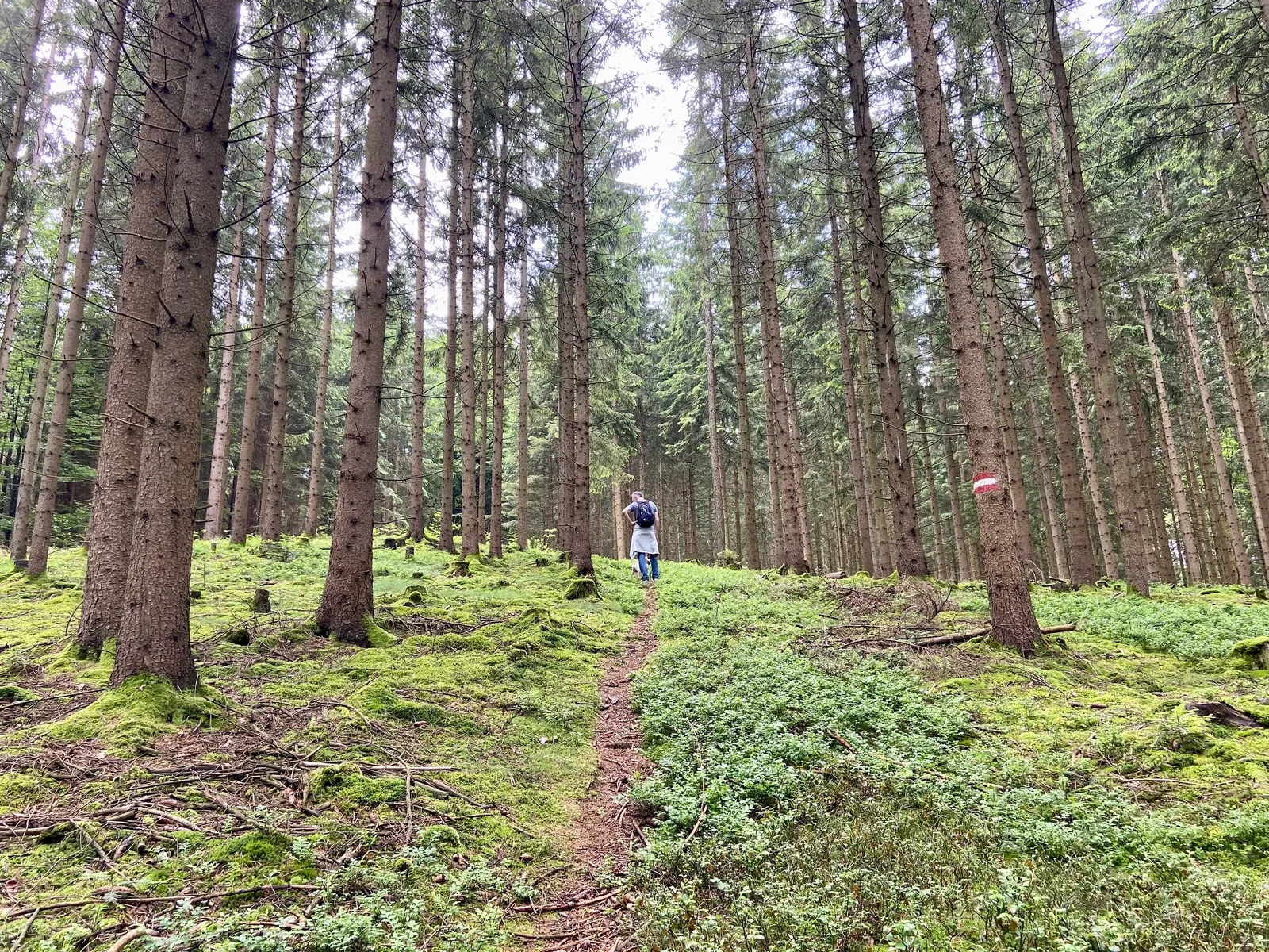 Wald