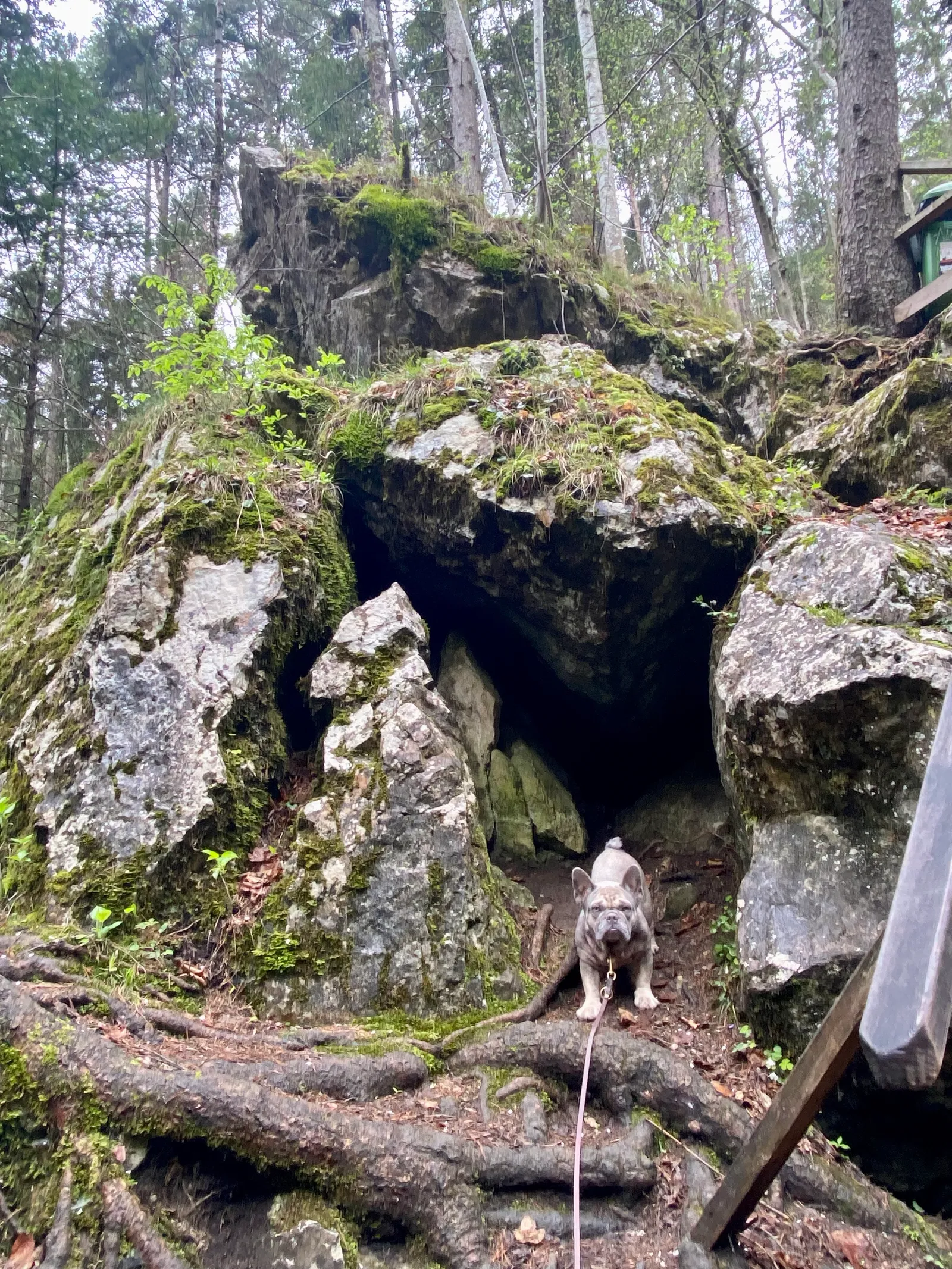 Myrafälle mit Hund, Ausflug in NÖ