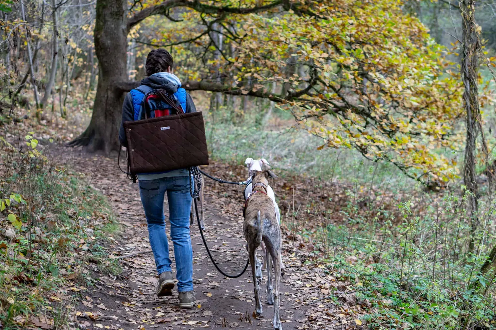 Hundereise Wandern Schwarzach Deutschland