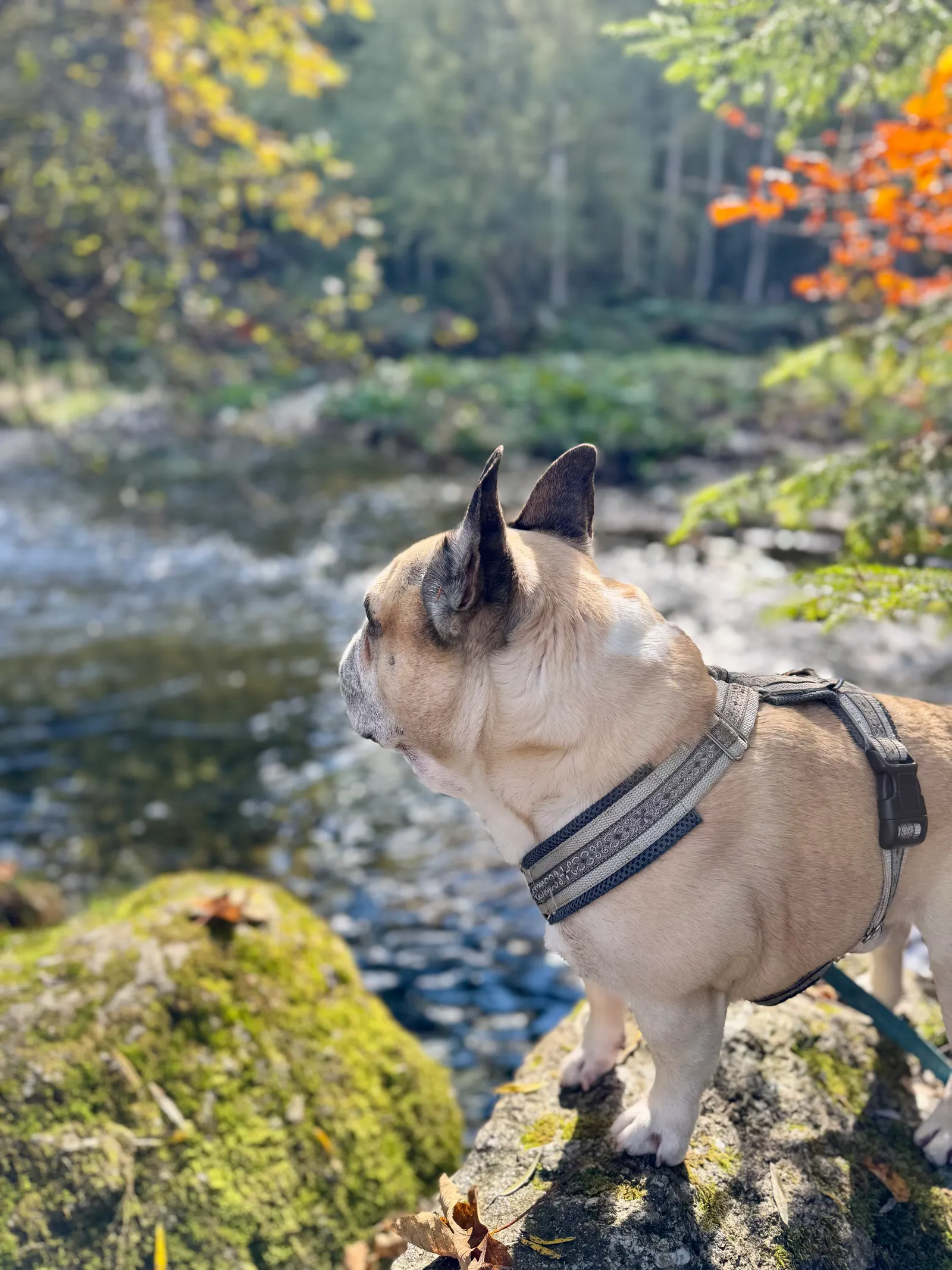 Murphy steht auf einem Stein an einem Bach im herbstlichen Wald und blickt zur Seite.
