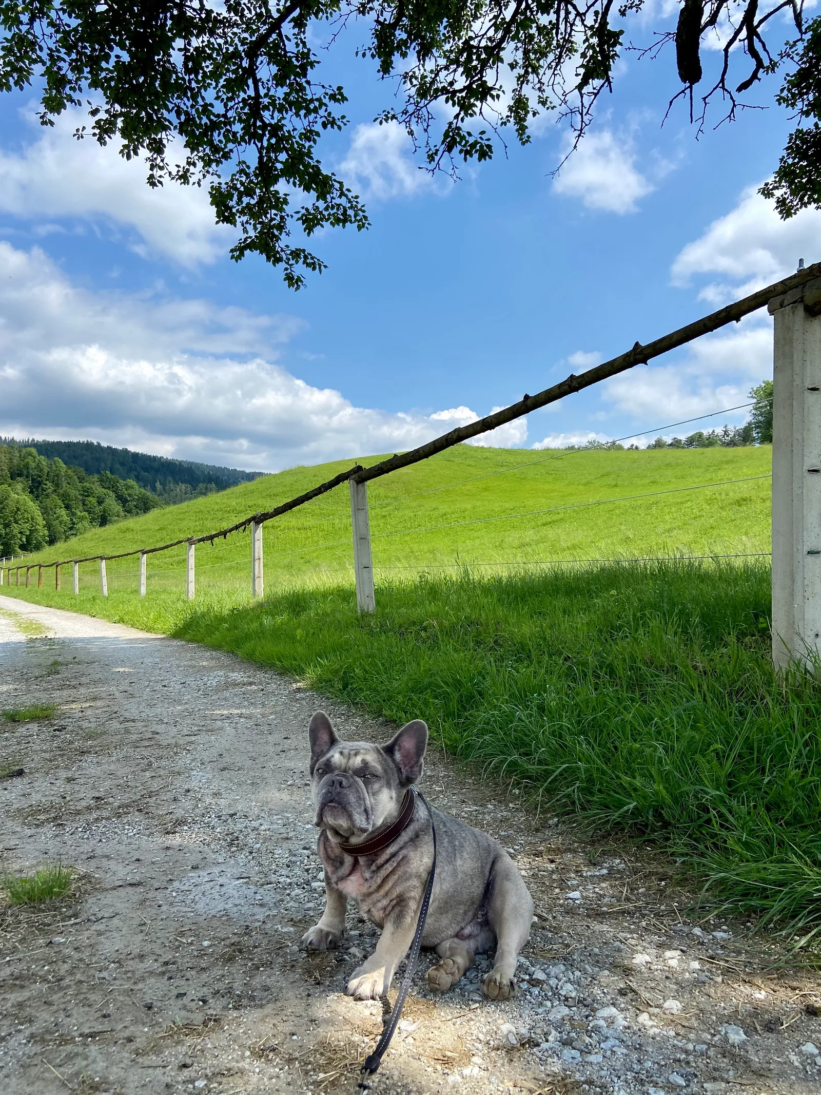 Archie Plutorunde