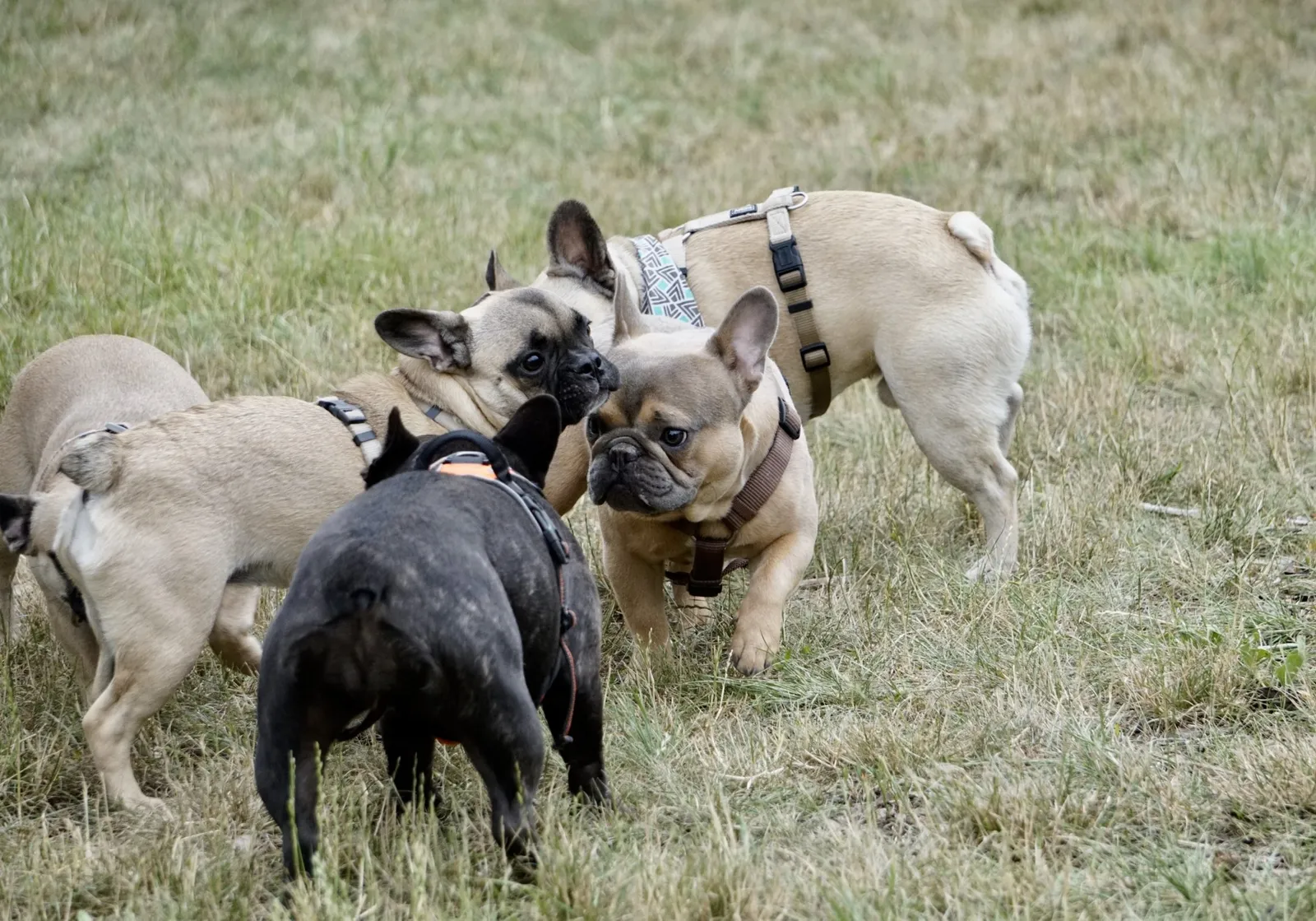 Bully Treffen