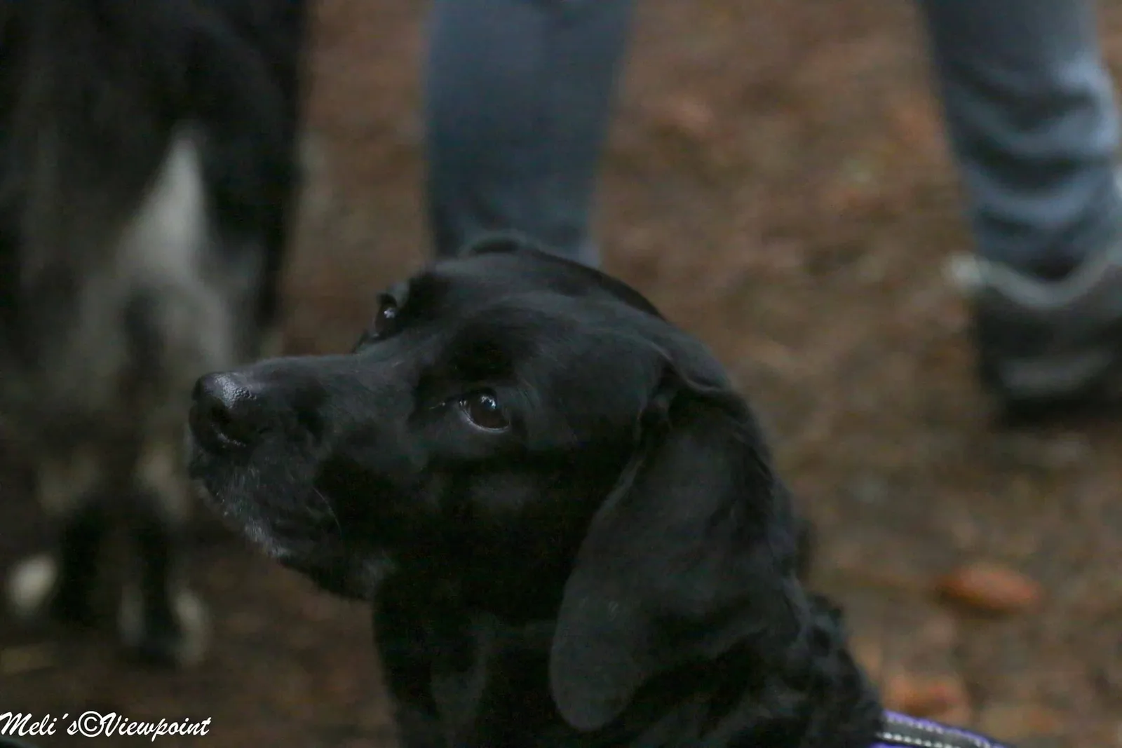 Kräuterwanderung mit Hund in Wöllersdorf-Steinabrückl