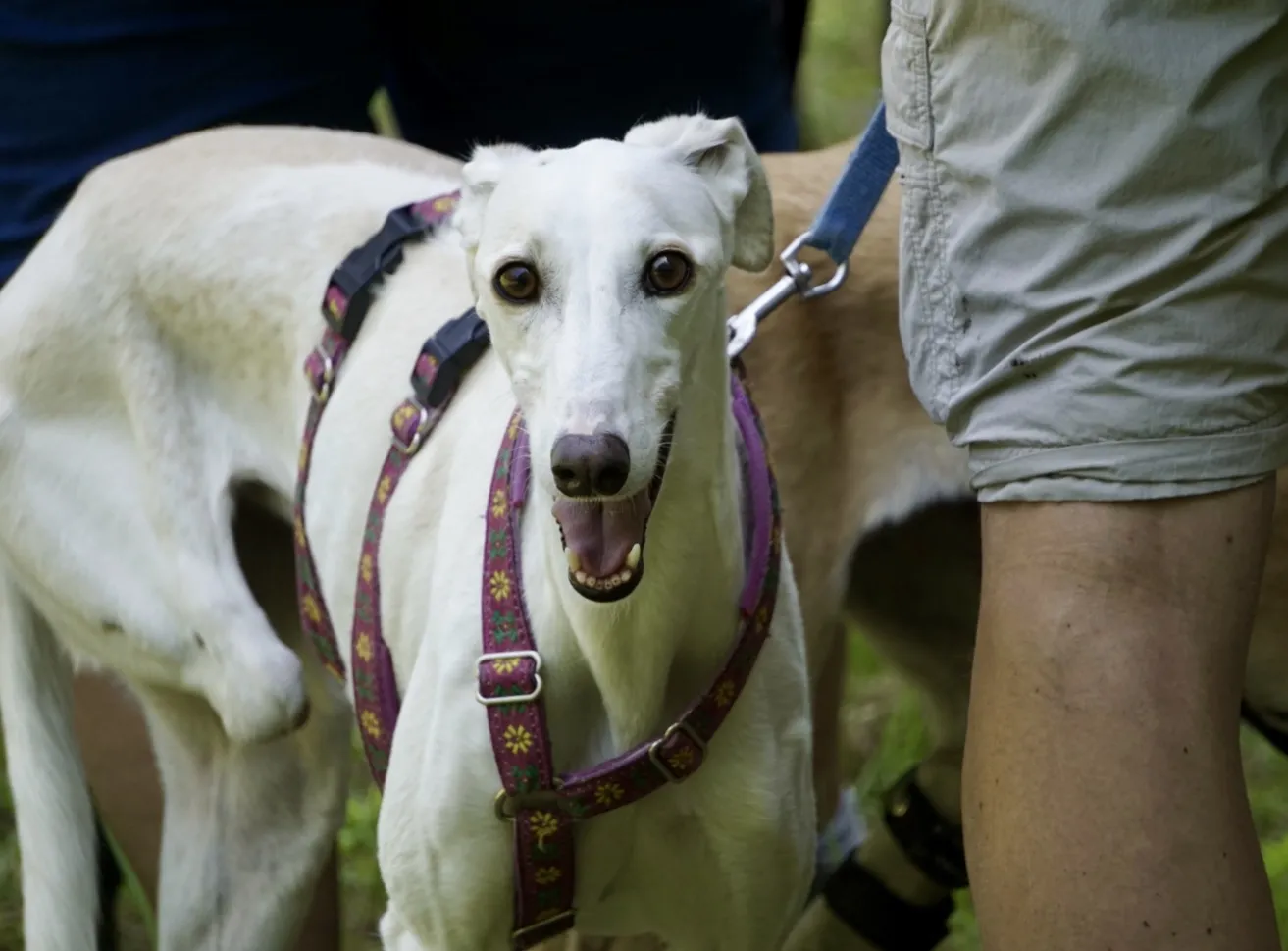 Greyhound