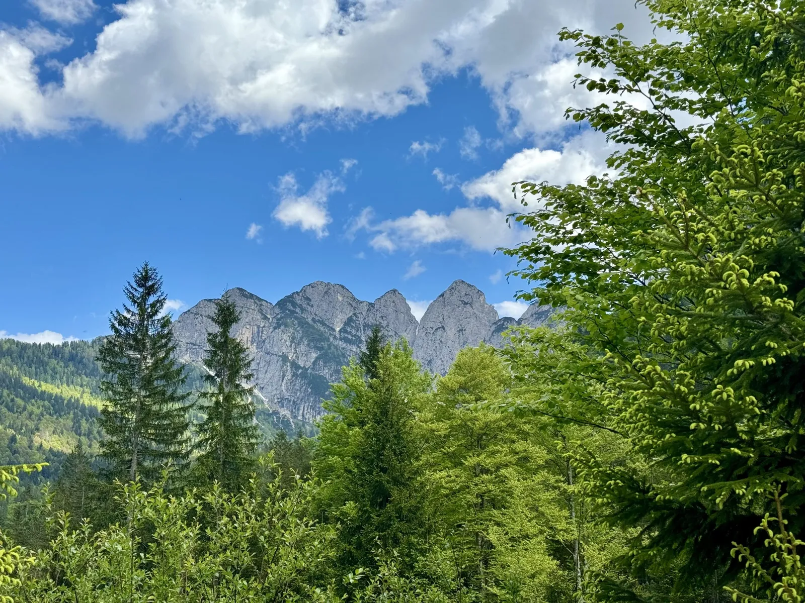 Grüner Mischwald im Vordergrund, dahinter mehrere felsige Bergspitzen im Val Saisera.