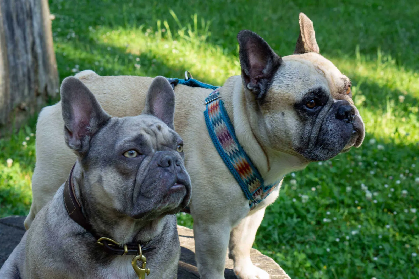2 französische Bulldoggen auf einem Baumstamm