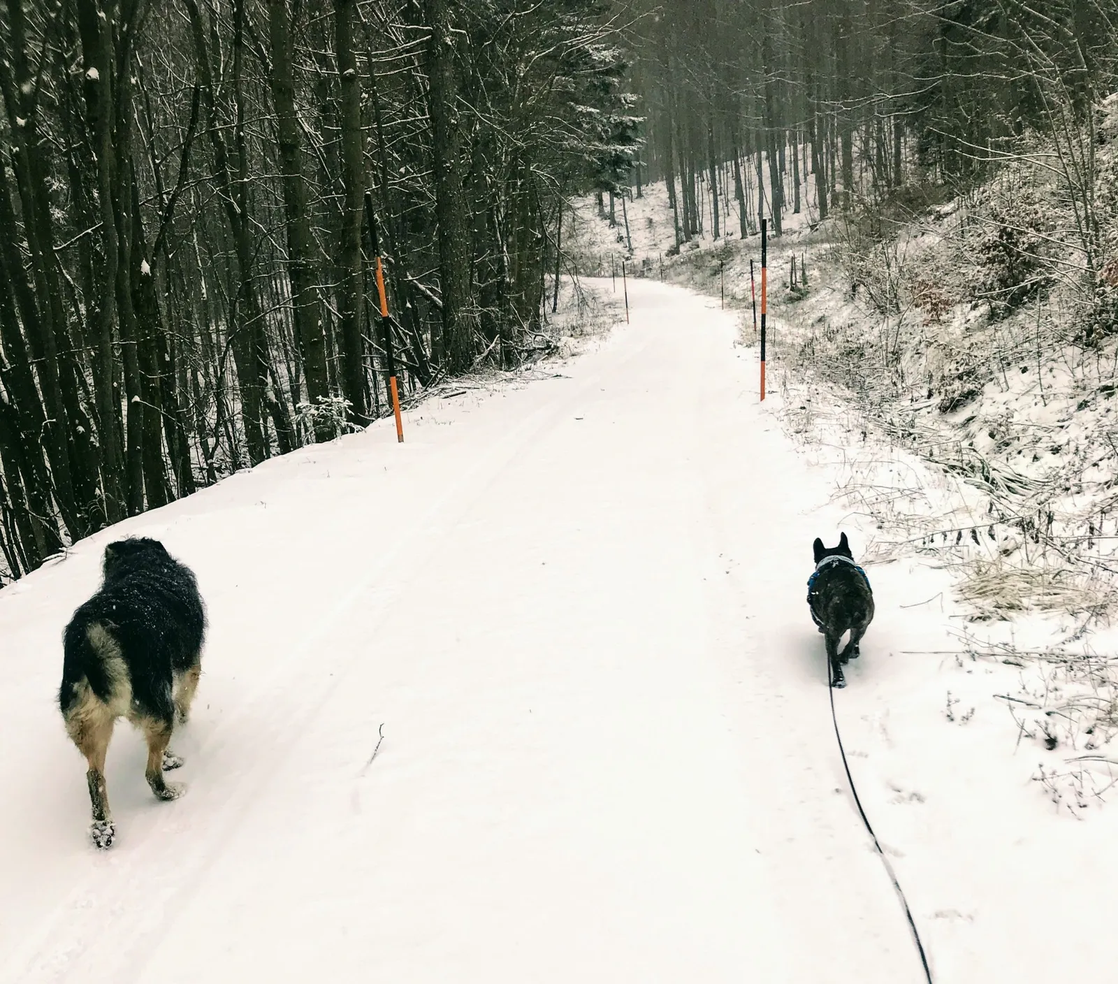 Hundewanderung