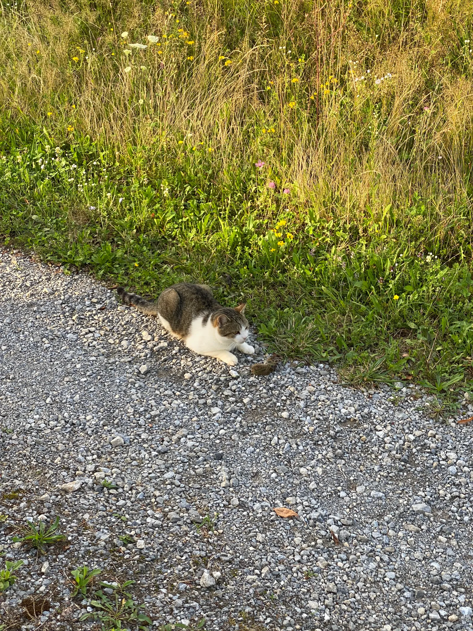 Eine Katze liegt auf einem Kiesweg neben einer blühenden Wiese.
