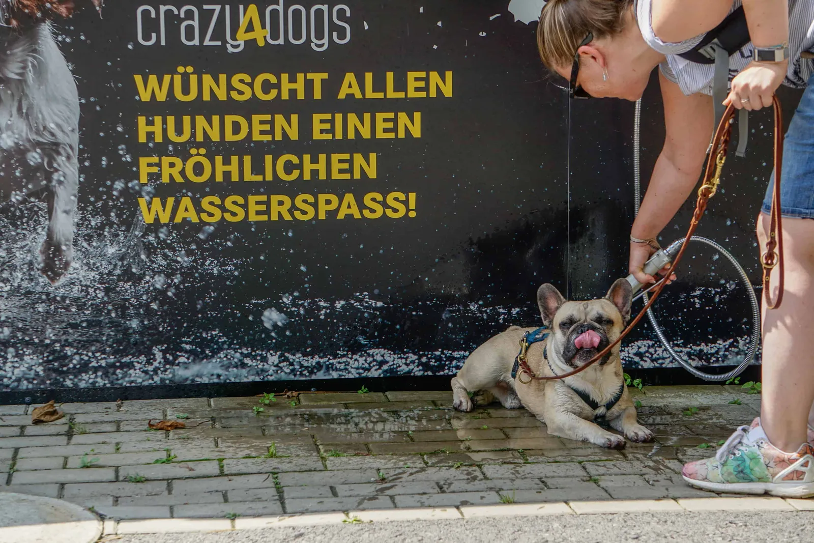 Ausflug Hund Tierpark Herberstein