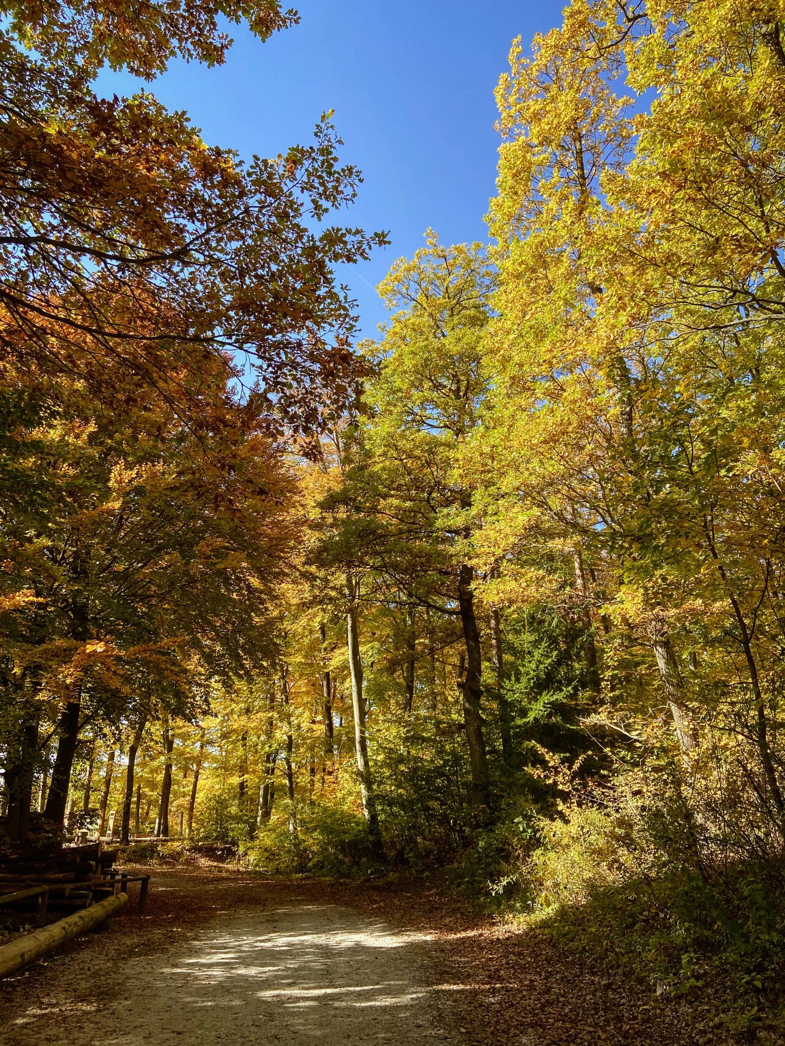 Baumwipfelweg Althodis Weg zur Plattform Burgenland