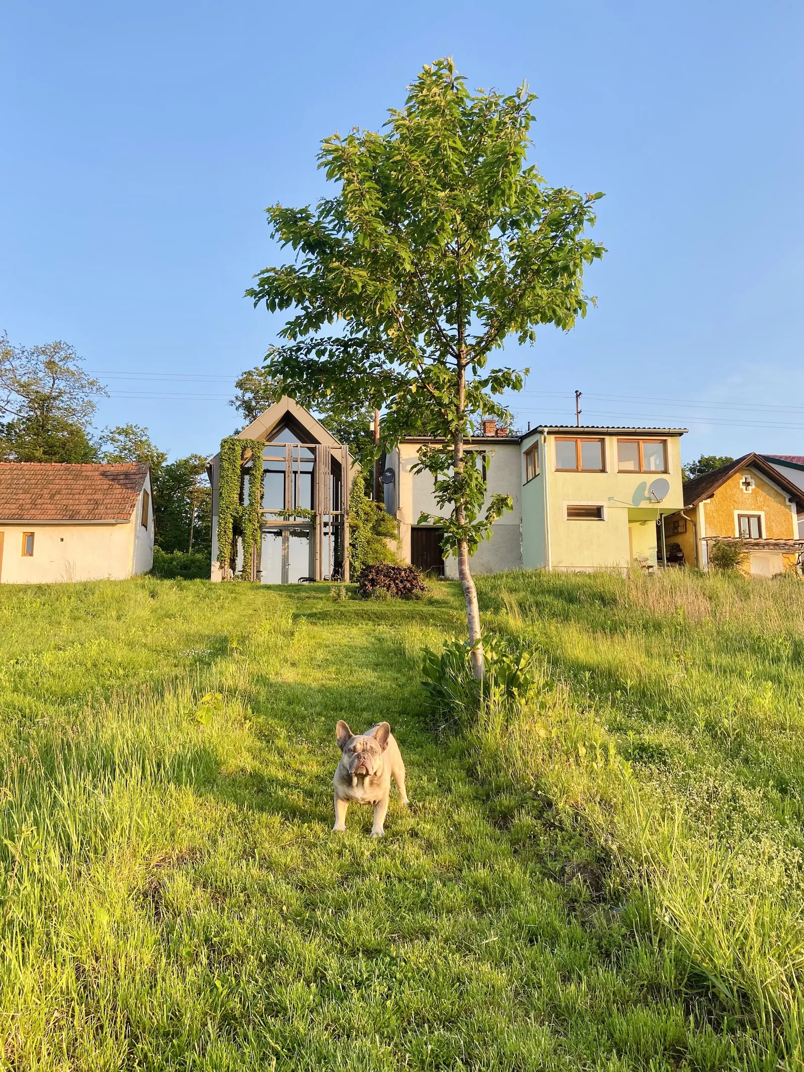 Archie vor dem Weinloft