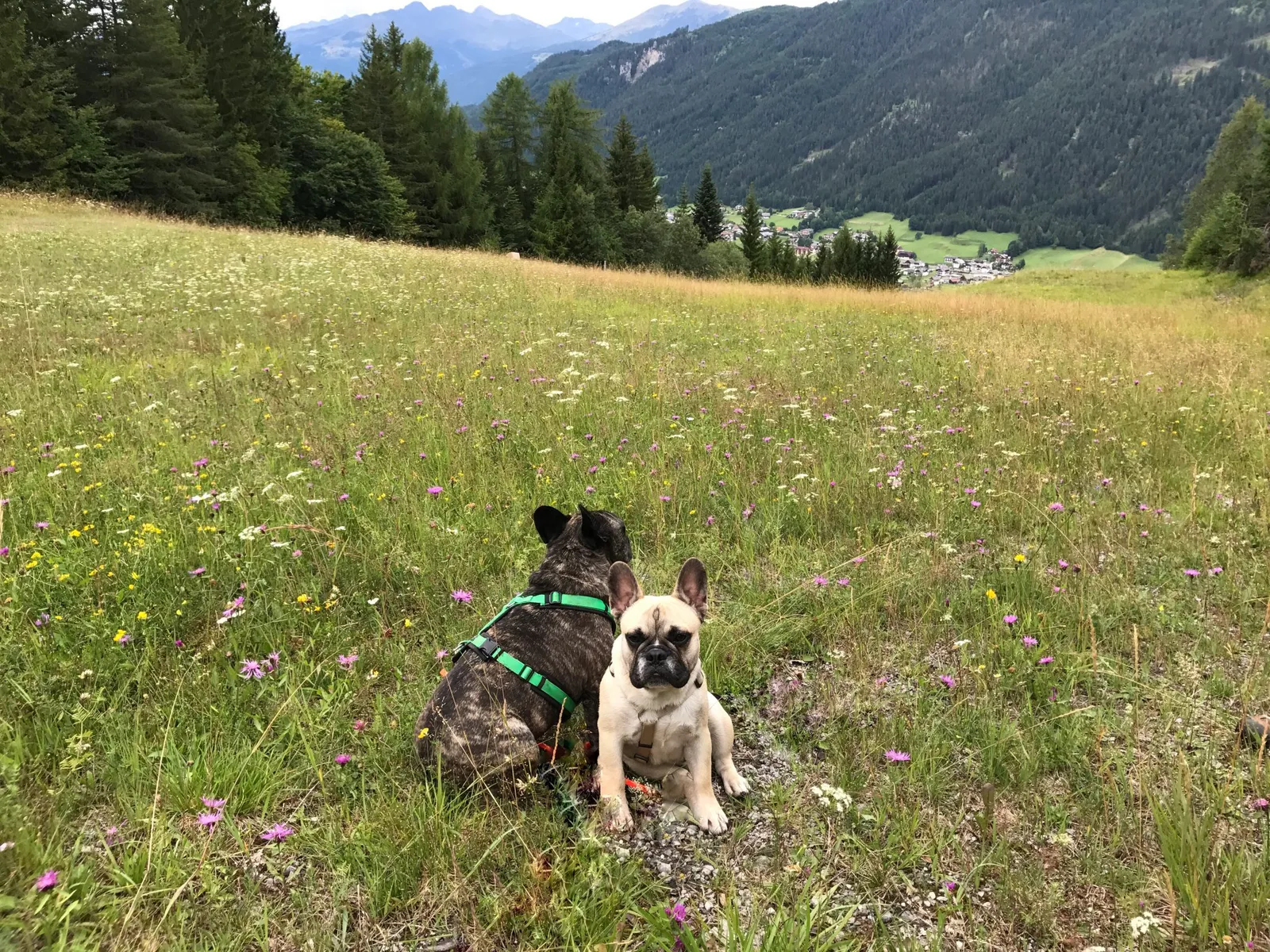 Urlaub mit Hund am Weissensee, Kärnten
