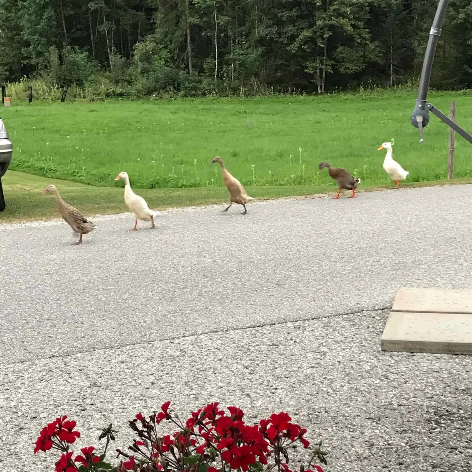 Urlaub mit Hund - Rußbach, Gosau, Traunsee - Salzburg & Oberösterreich
