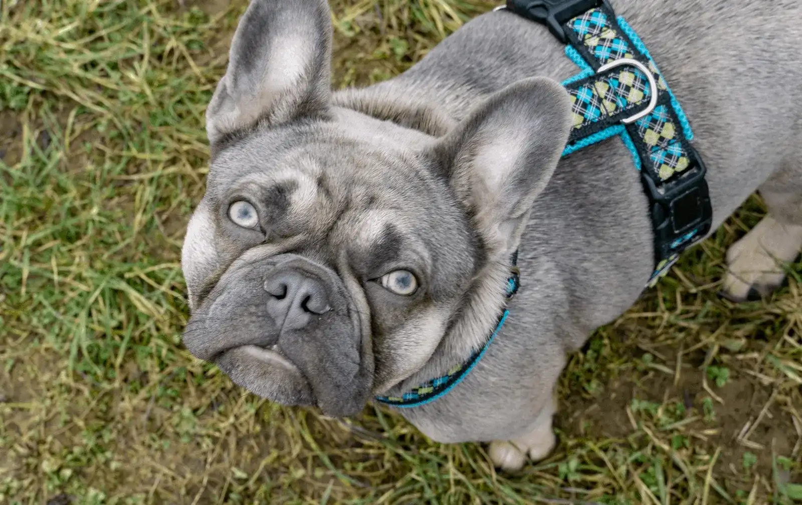 Mein Hund hat Epilepsie - was nun?