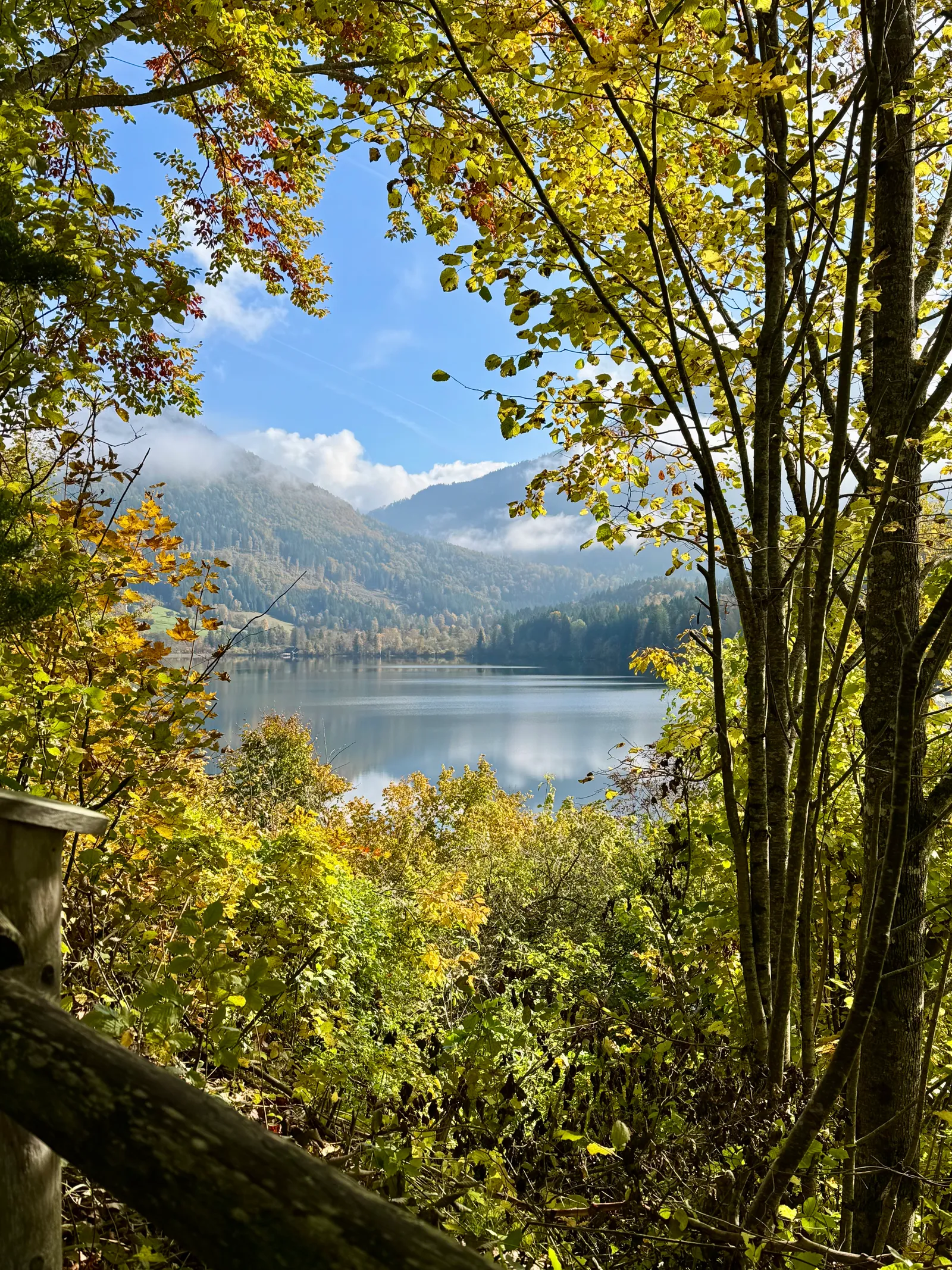 Blick durch Herbstbäume auf den ruhigen Lunzer See mit Bergspiegelung im Wasser.