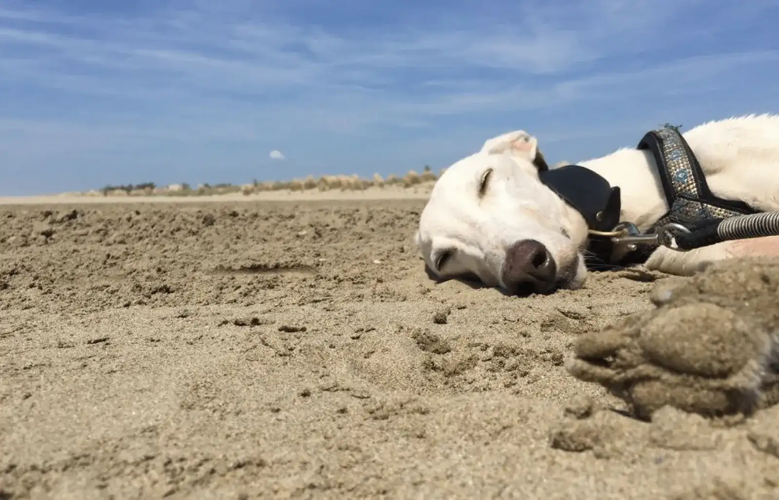 Urlaub mit Hund in Italien - Spanische Galgos in Cavallino-Treporti
