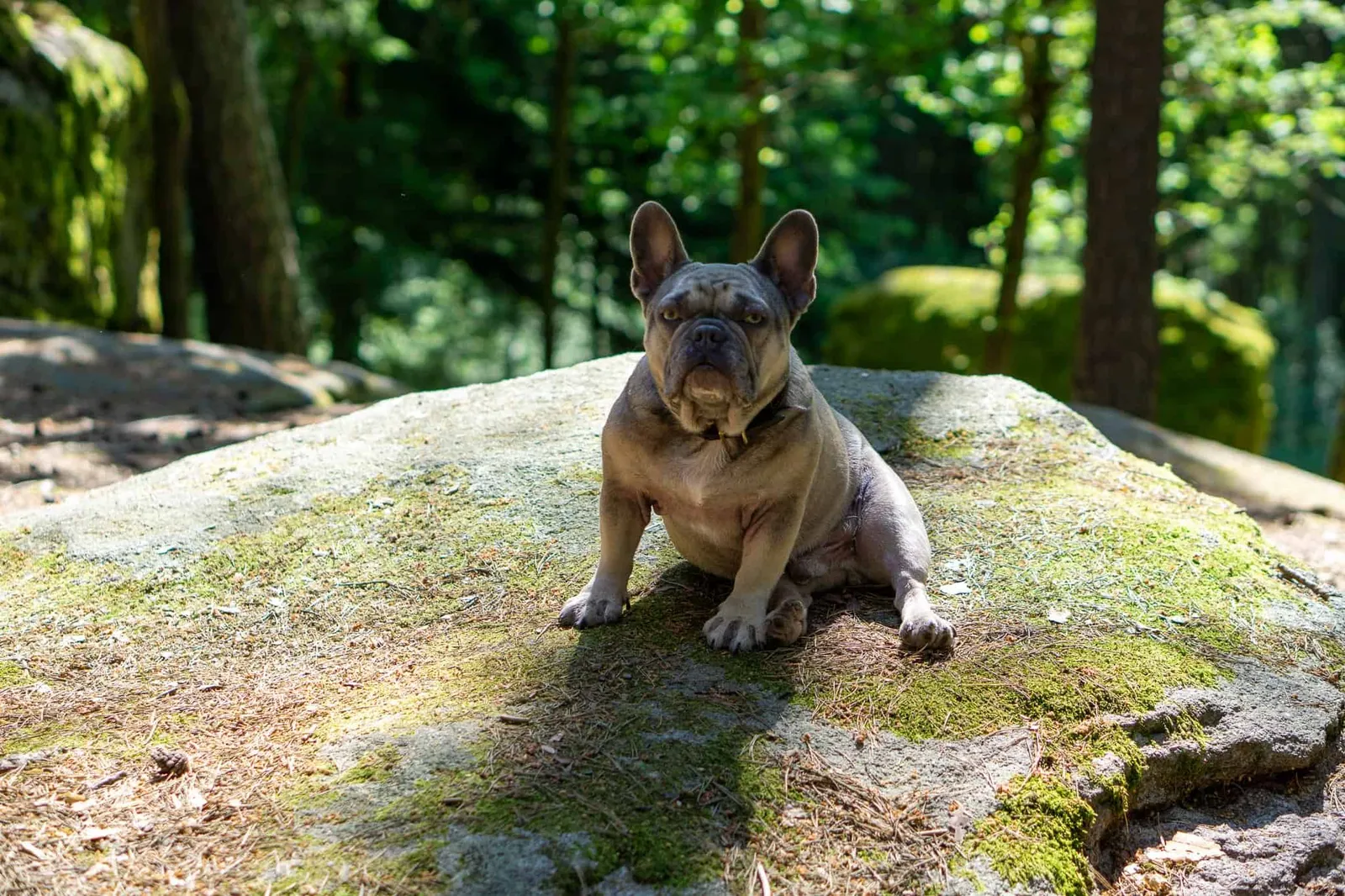 Grauer Frenchie auf Stein