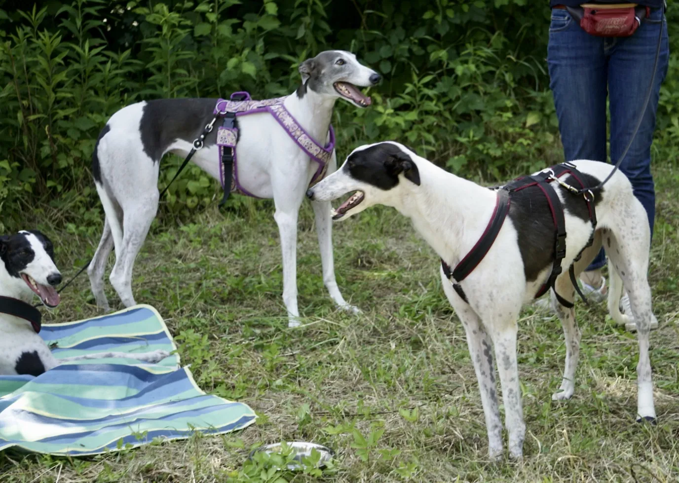 Greyhound