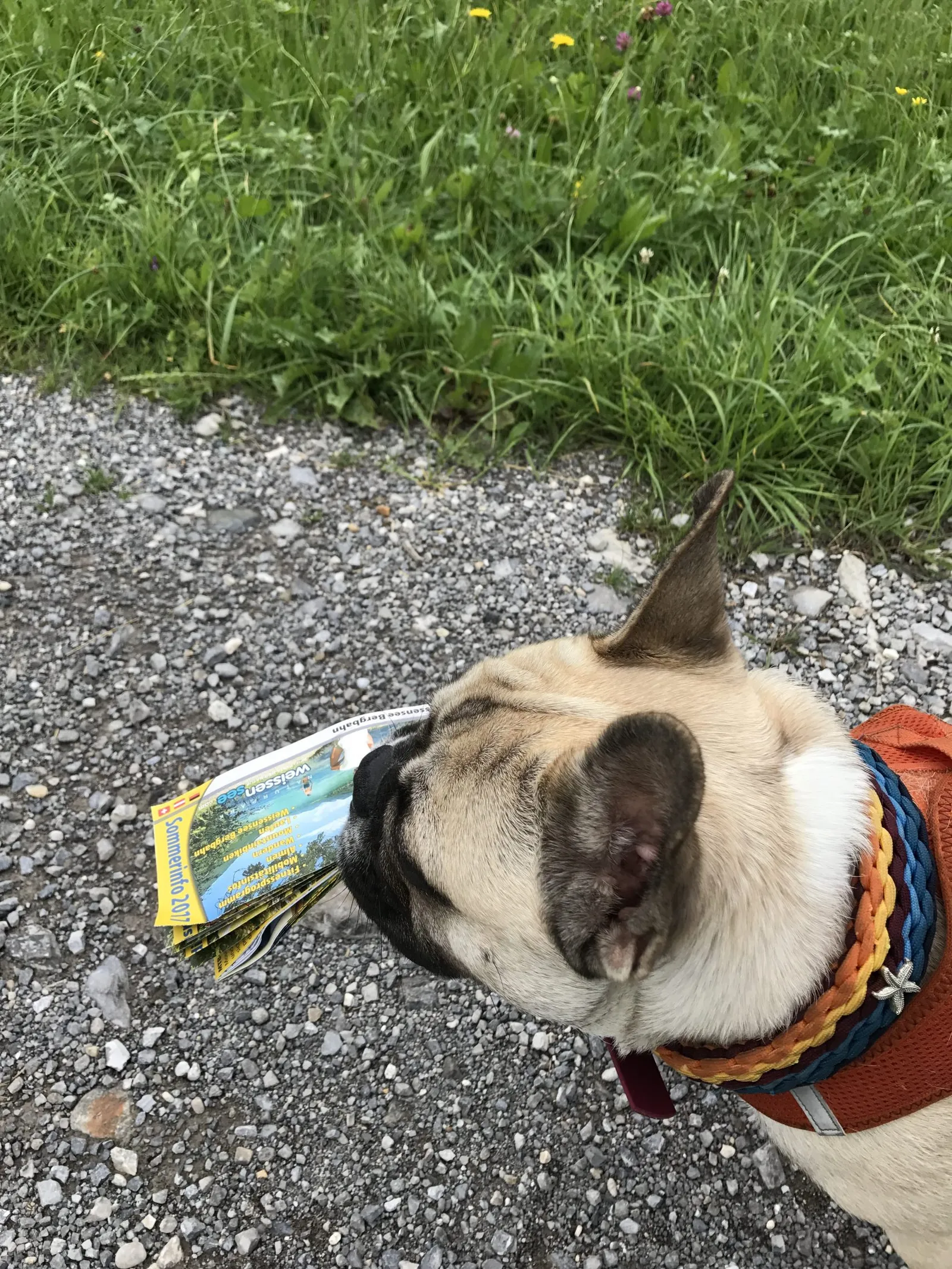 Urlaub mit Hund am Weissensee, Kärnten