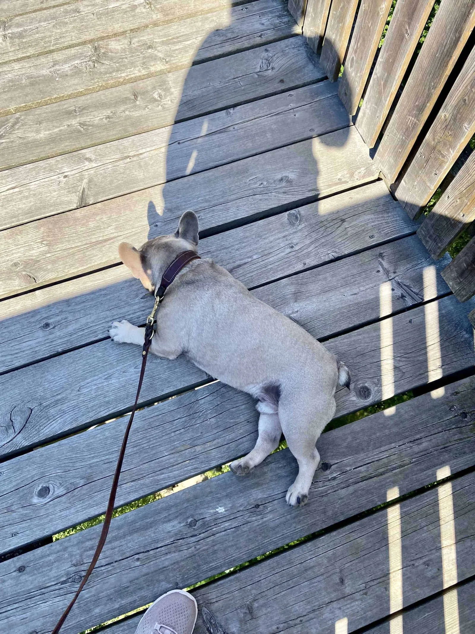 Frenchie braucht Pause