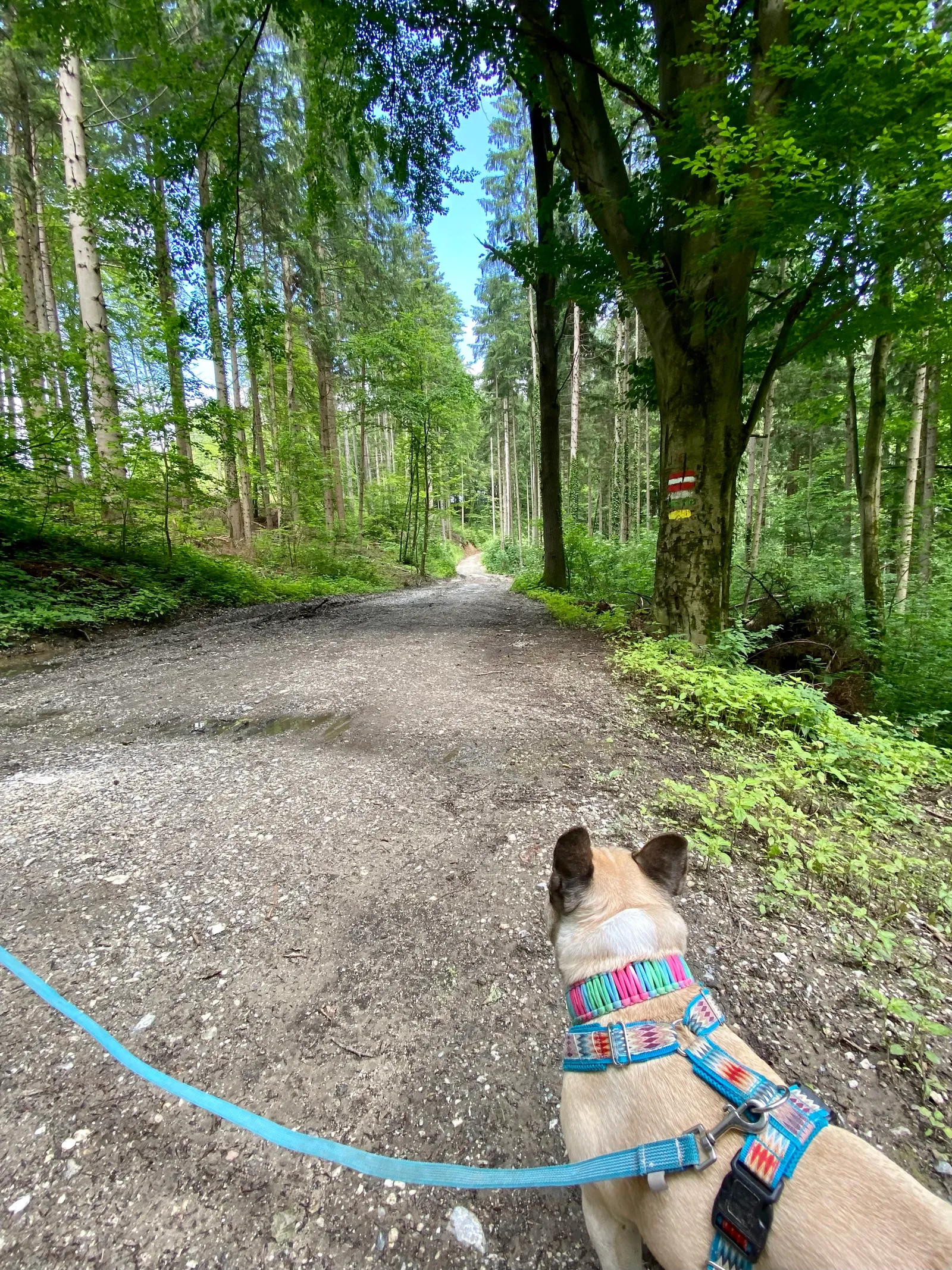 Murphy am Plutorundweg