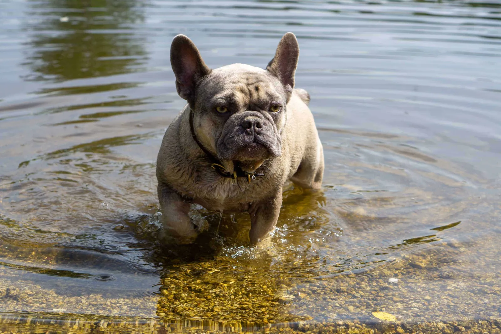 Archie kommt aus dem Herrensee
