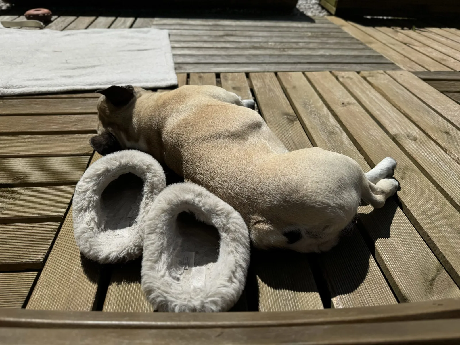 Murphy liegt auf einer sonnigen Holzterrasse neben einem Paar flauschiger Hausschuhe.