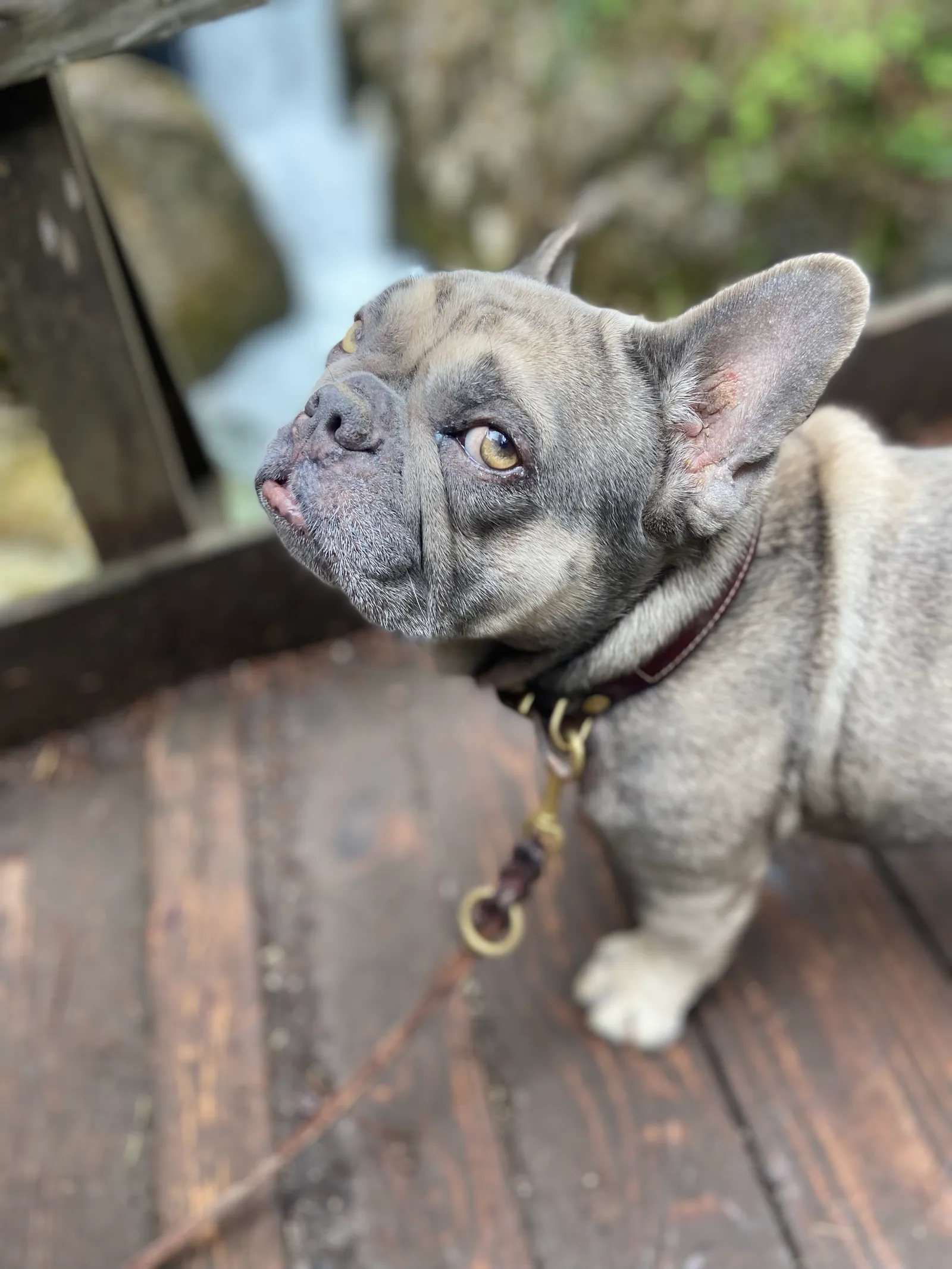 Myrafälle mit Hund, Ausflug in NÖ