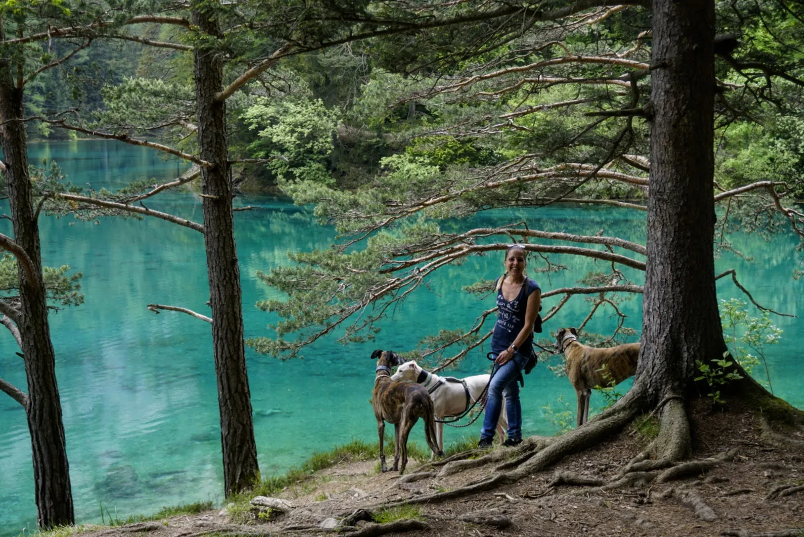 Grüner See Hundereise