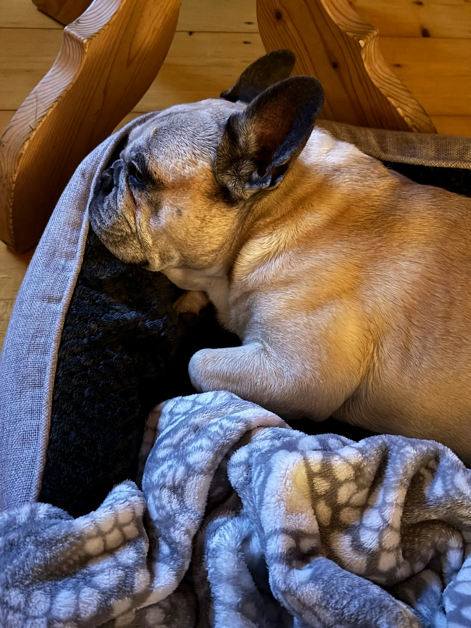 Murphy liegt zusammengerollt mit einer Decke in seinem Körbchen.