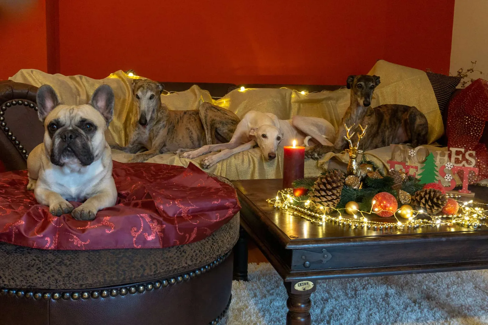 Team Hundereise Frohe Weihnachten