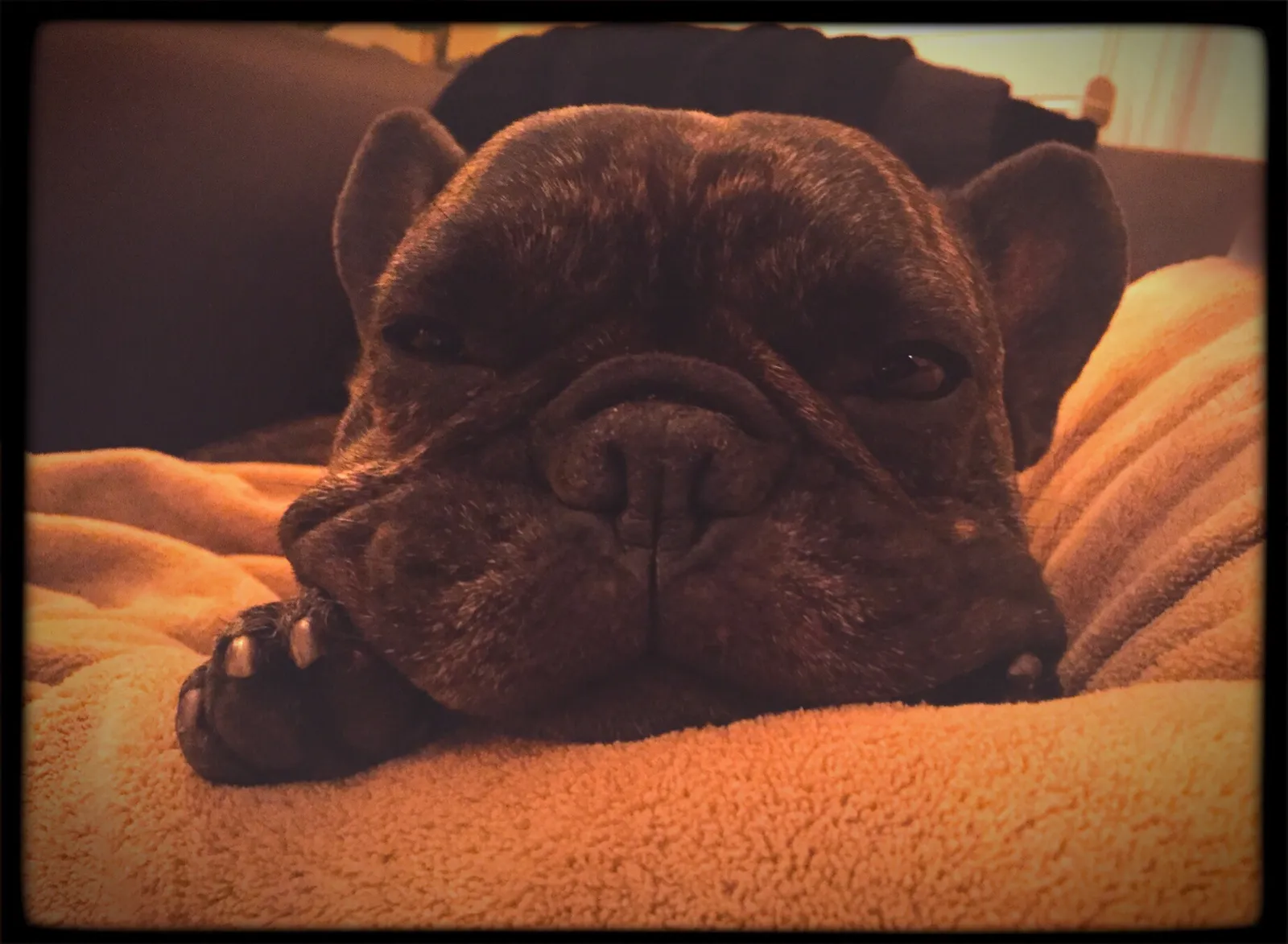 French Bulldog