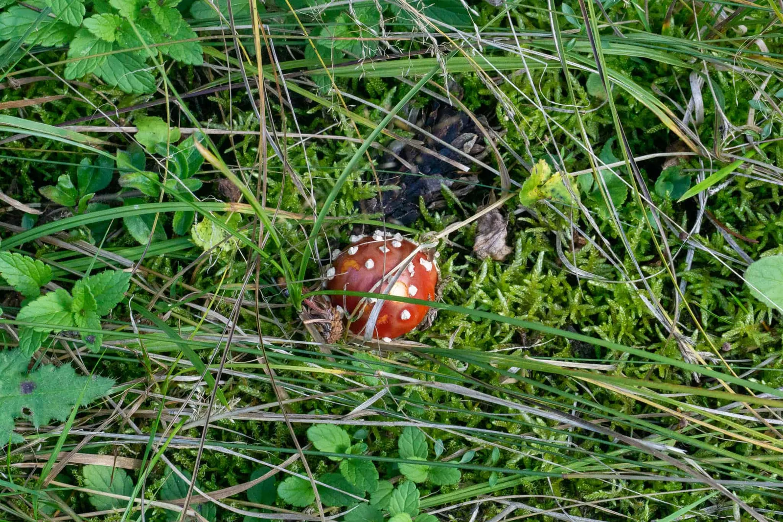 Waldviertel Zwettl Hundereise Riegersbach