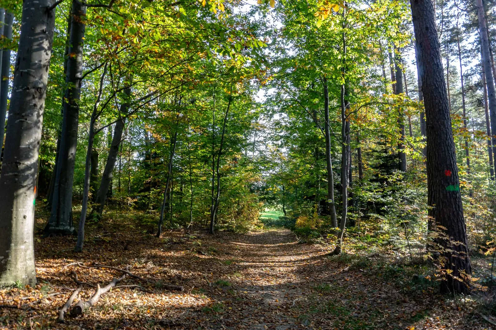 hundefreundliche Wanderung Bucklige Welt