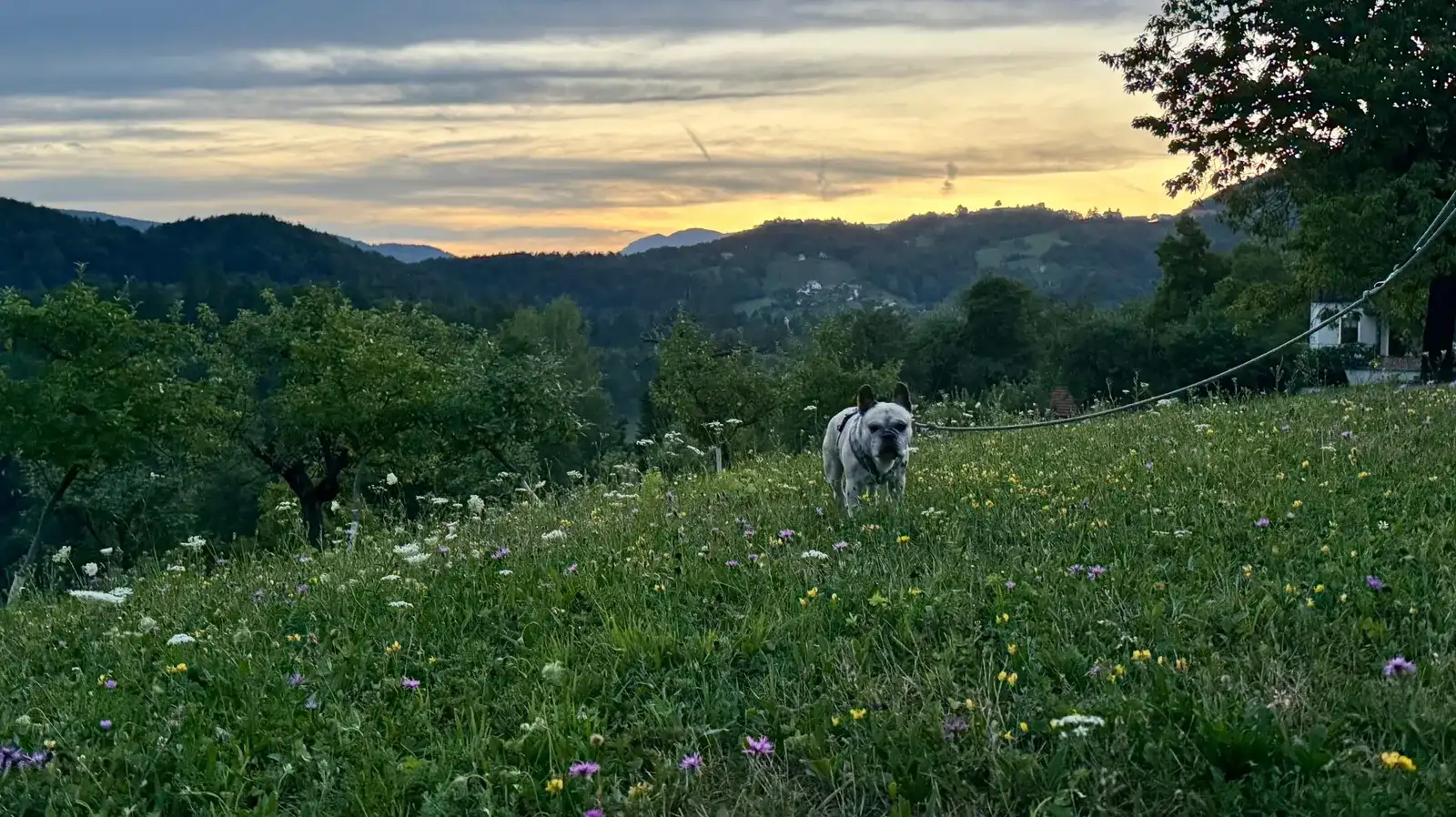 Hundeurlaub im Lavender Hill Eco Resort in Slowenien