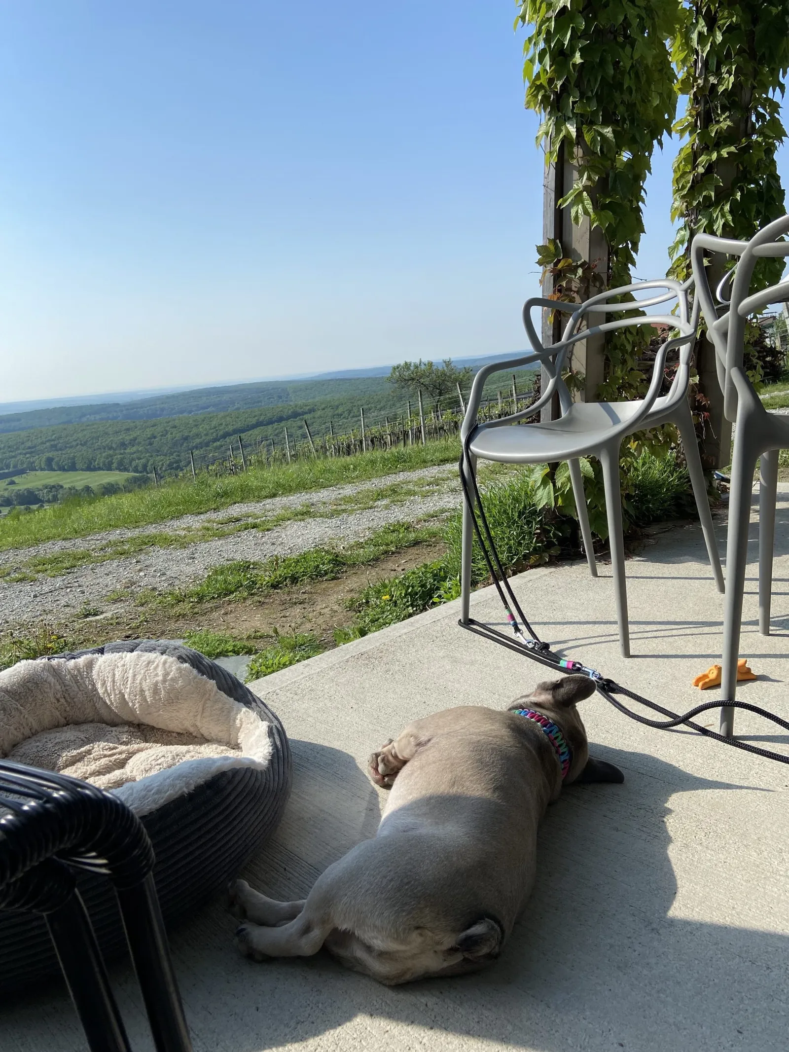 Archie chillt auf der Terrasse vom Weinloft