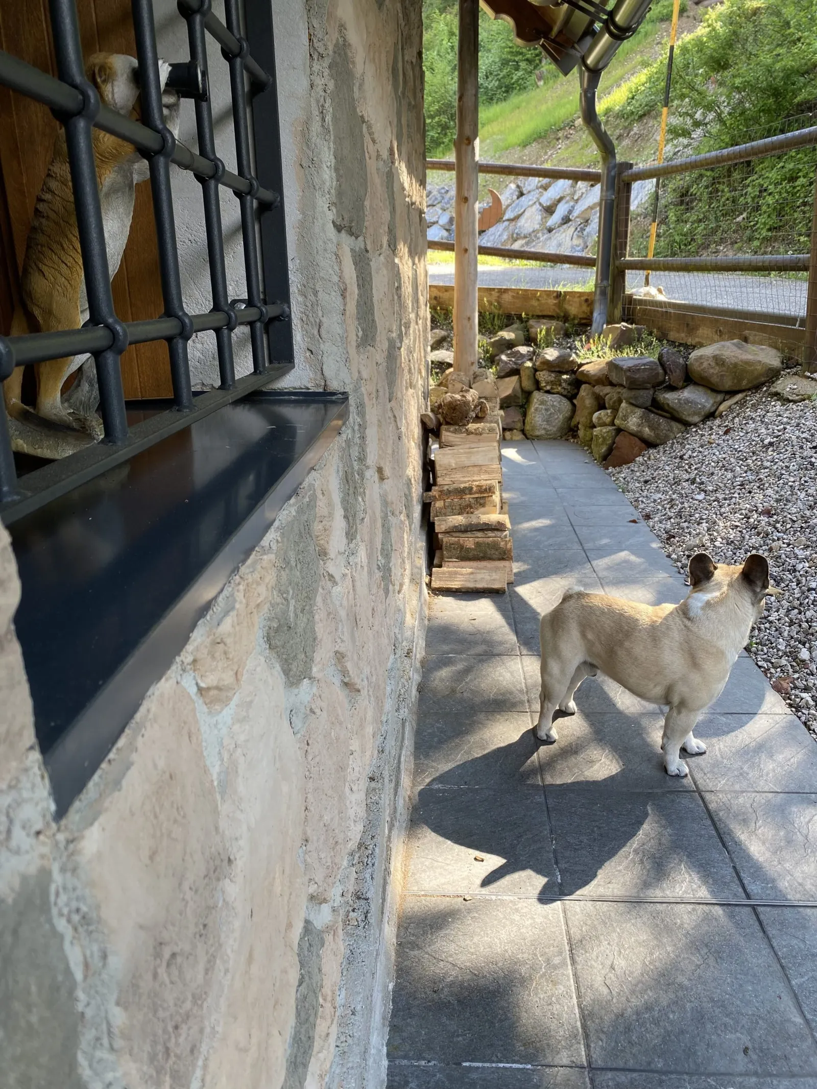 Murphy schaut von außen durch ein vergittertes Fenster der Unterkunft.